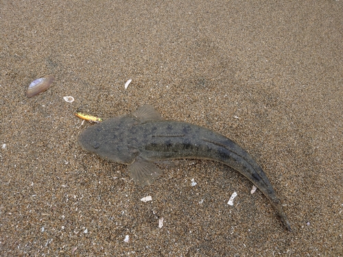 マゴチの釣果