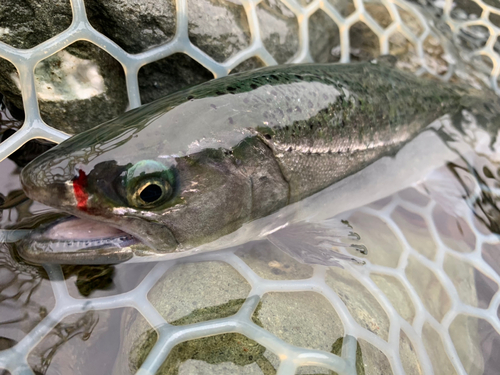 サクラマスの釣果