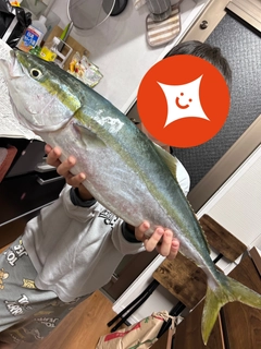 ハマチの釣果