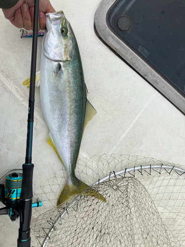 ヤズの釣果