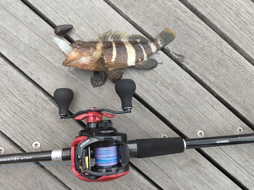 アオハタの釣果