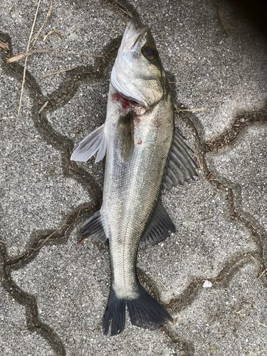 セイゴ（ヒラスズキ）の釣果