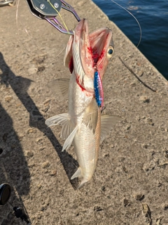 エソの釣果