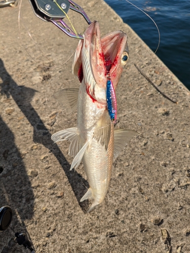 エソの釣果