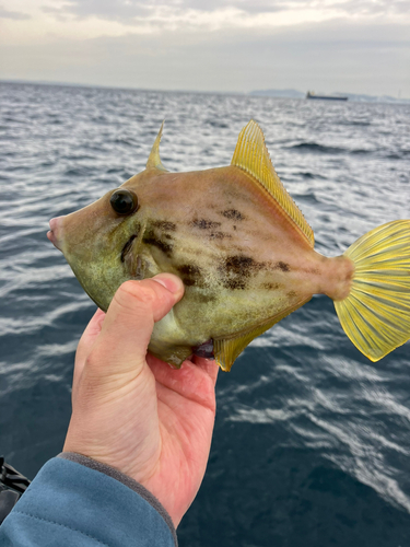 カワハギの釣果