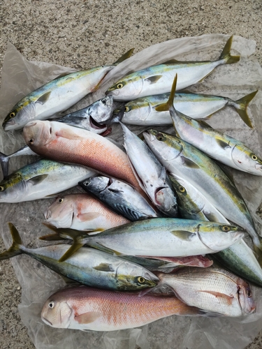 ハマチの釣果