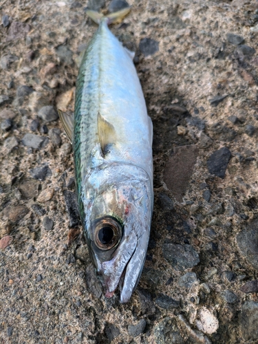 サバの釣果