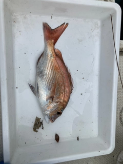 タイの釣果