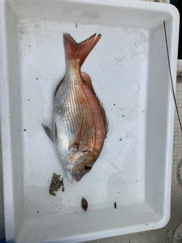 タイの釣果