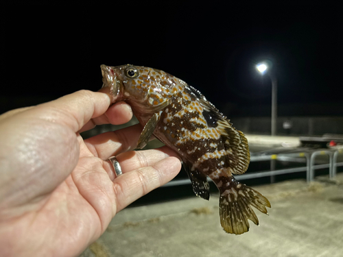 キジハタの釣果