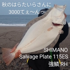 ヒラメの釣果