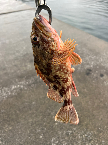 カサゴの釣果