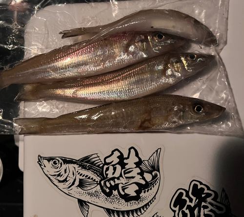 シロギスの釣果