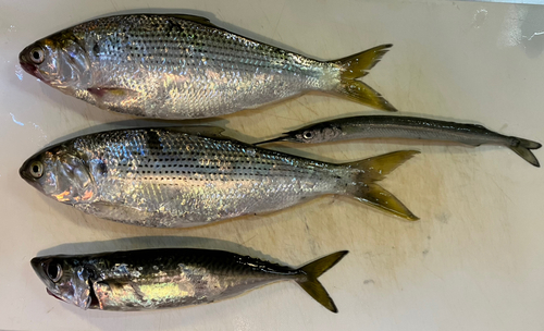 コノシロの釣果