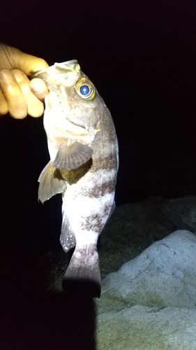 クロメバルの釣果