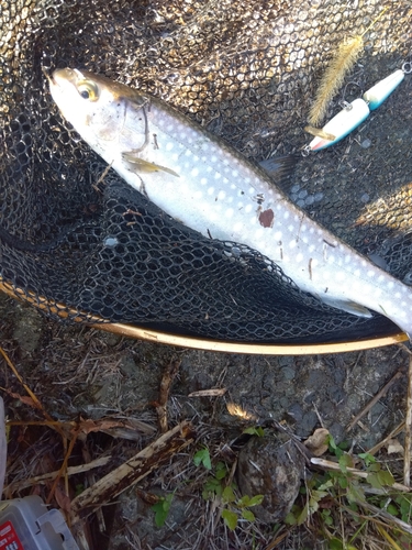 アメマスの釣果