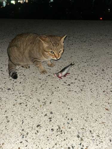 カマスの釣果