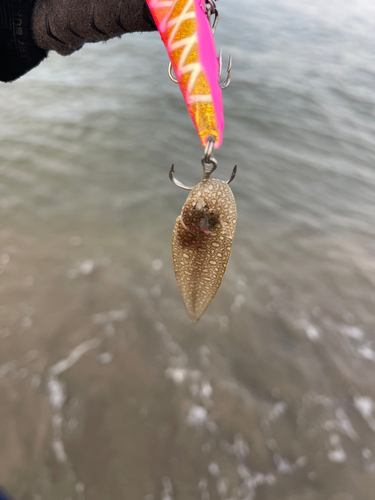 シタビラメの釣果