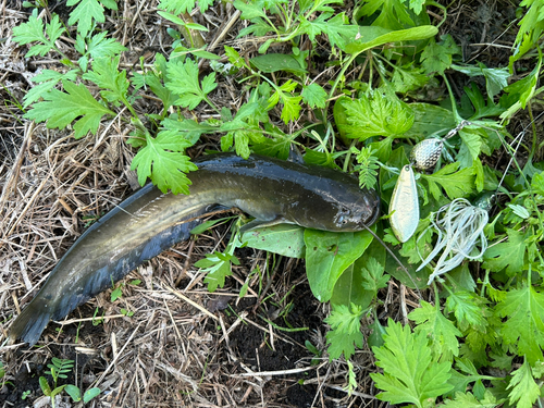 ナマズの釣果