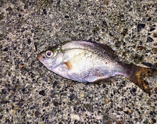 ウミタナゴの釣果