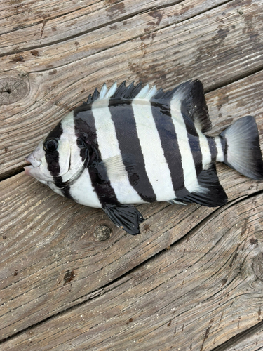 サンバソウの釣果