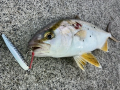 ショゴの釣果