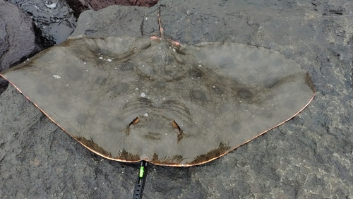 ツバクロエイの釣果