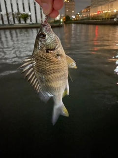 キビレの釣果