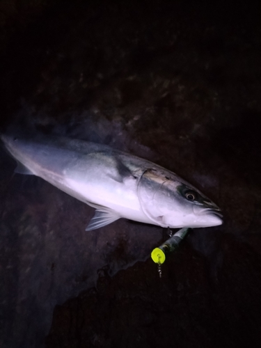 ワラサの釣果