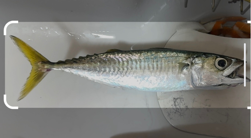 サバの釣果