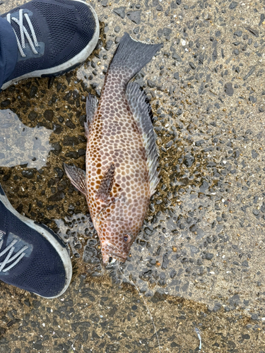 オオモンハタの釣果