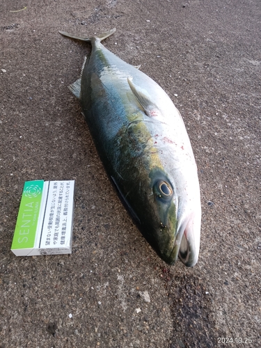 ブリの釣果