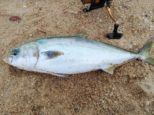 ツバスの釣果