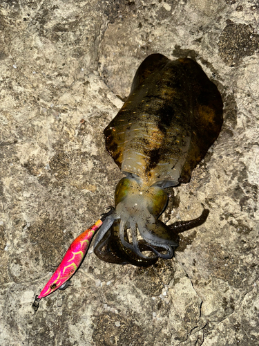 アオリイカの釣果