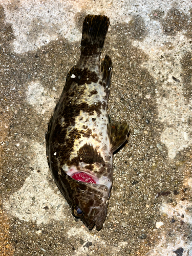 タケノコメバルの釣果