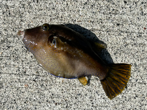 カワハギの釣果