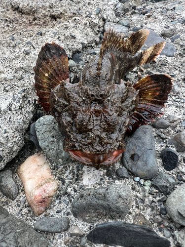 サツマカサゴの釣果