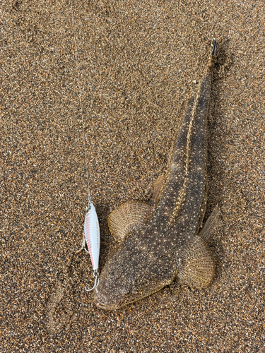 マゴチの釣果