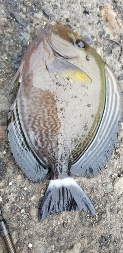 ニザダイの釣果