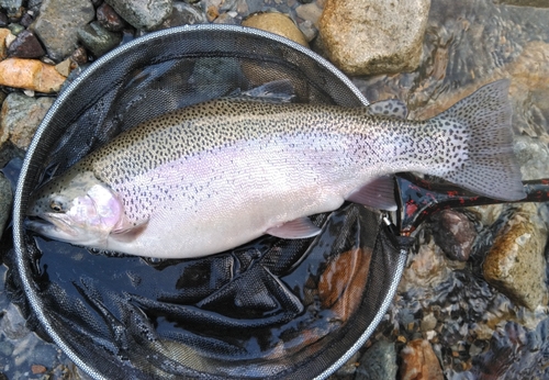 ニジマスの釣果