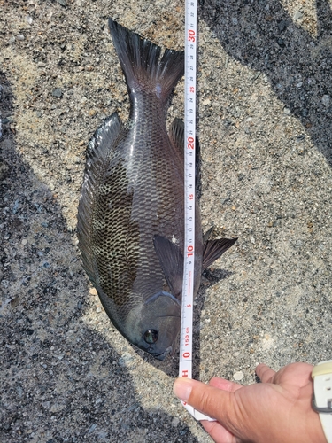 クロダイの釣果