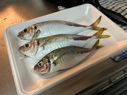 アジの釣果