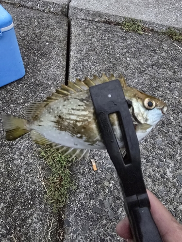 アイゴの釣果