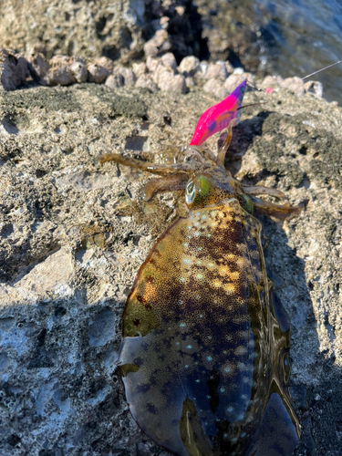 アオリイカの釣果