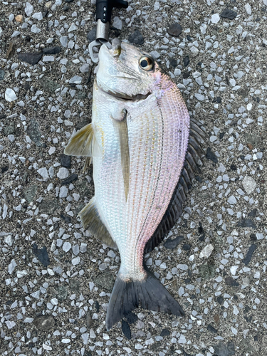 ヘダイの釣果