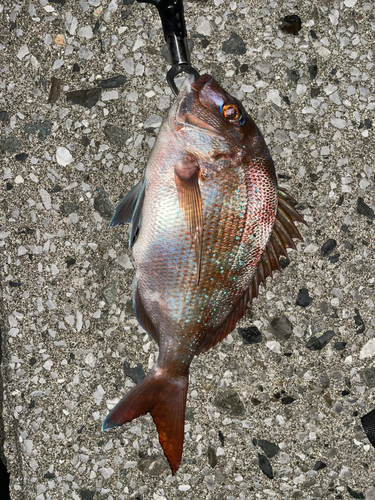 マダイの釣果