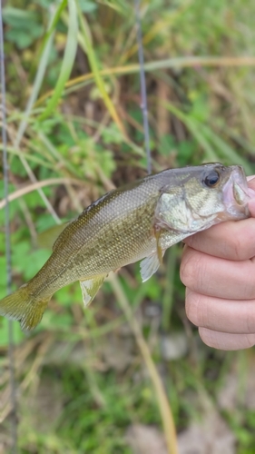 ラージマウスバスの釣果