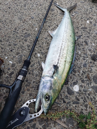 サゴシの釣果