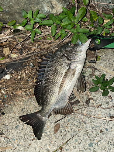 チヌの釣果