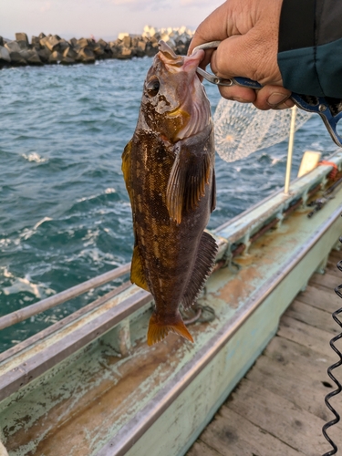 アブラコの釣果